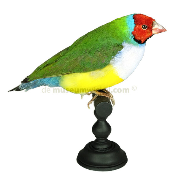 Mounted gouldian finch (b)