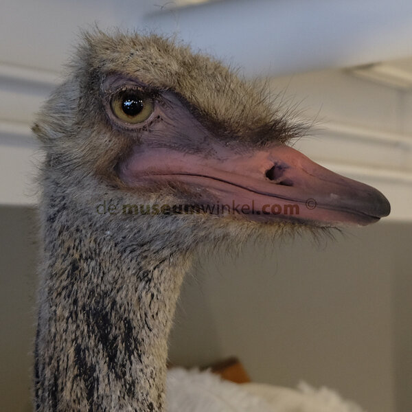 Mounted common ostrich