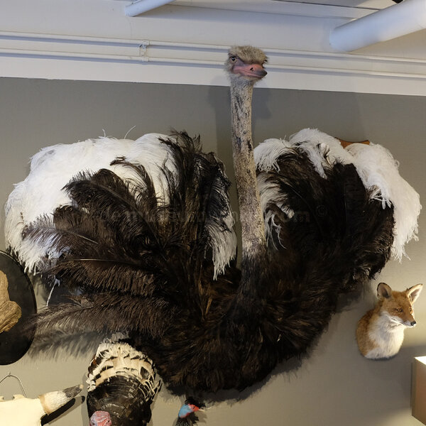 Opgezette struisvogel