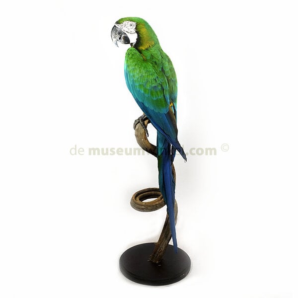 Mounted harlequin macaw