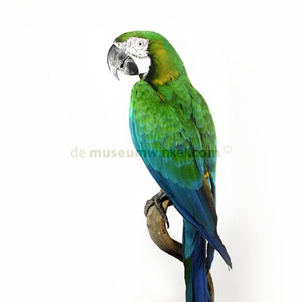 Mounted harlequin macaw