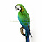 Mounted harlequin macaw