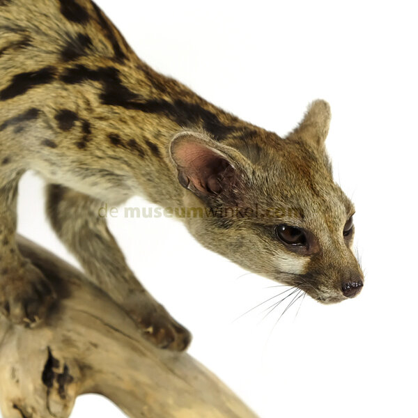 Mounted common genet