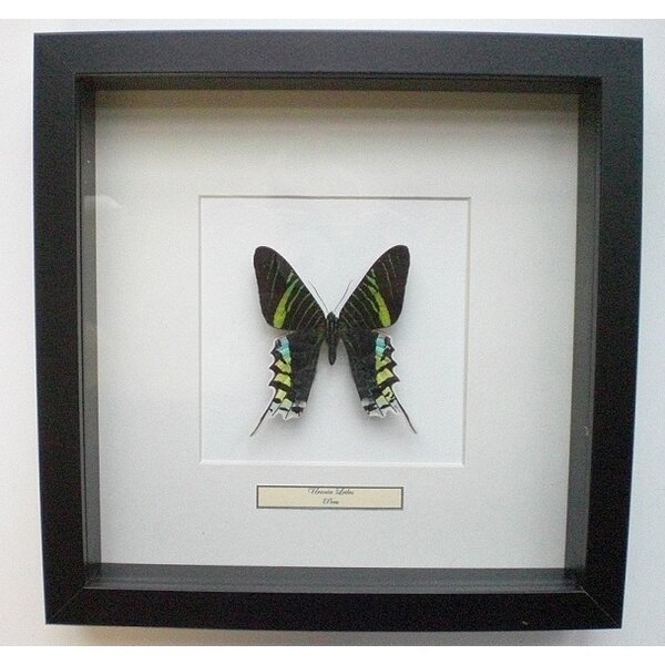 Urania leilus - unterseite