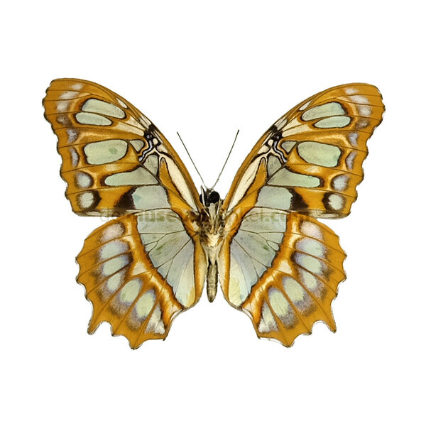 Victorina stelenes - unterseite