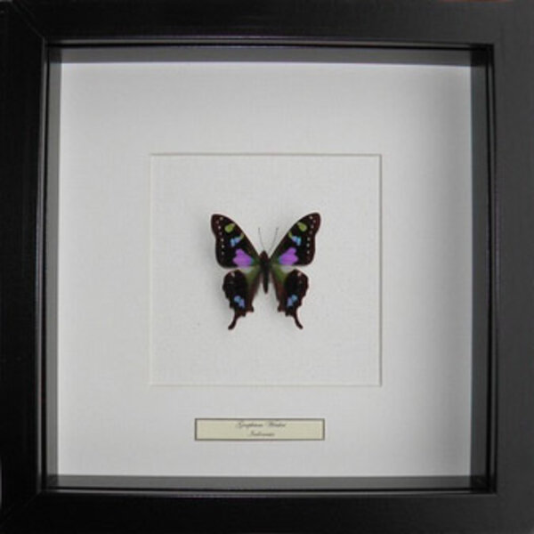 Graphium weiskei - upperside