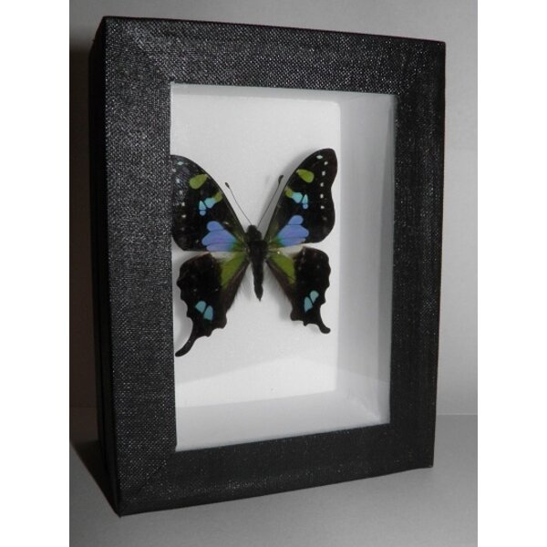 Graphium weiskei - kopfseite