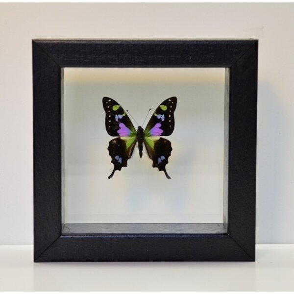 Graphium weiskei - bovenkant