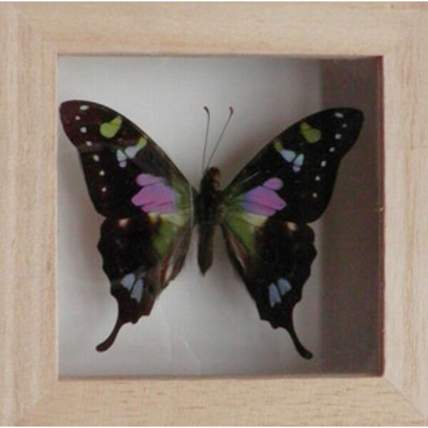 Graphium weiskei - upperside