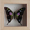 Graphium weiskei - upperside