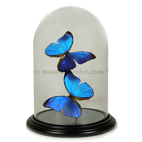 Glocke mit Morpho menelaus(2)
