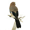 Mounted Eurasian jay