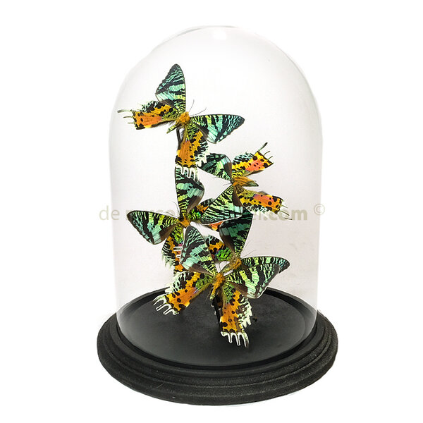 Dome with Urania Ripheus (5) Verso