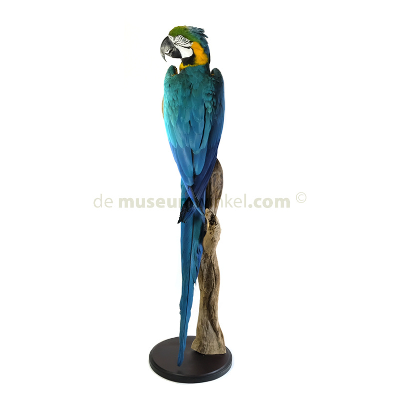 Kemry Macaw Parrot with Yellow and Blue Feathers on Canvas Photograph Ebern Designs Size: 8 H x 12 W x 1.25 D