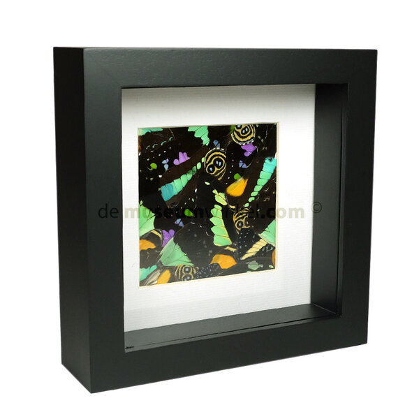 Various butterfly wings in frame