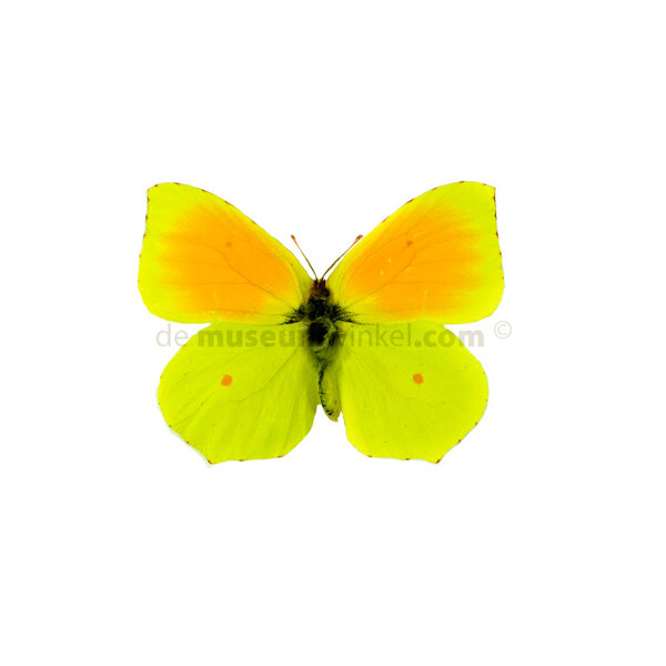 Gonepteryx cleopatra ongeprepareerd