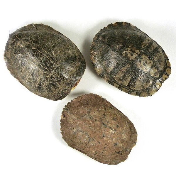 Schildpad schild 14-19 cm