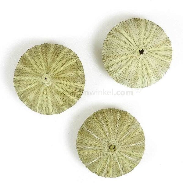 Green Sea Urchin (S)