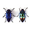 Polybothris sumptuosa gemma - Jewel Beetle metallic blue dried/papered