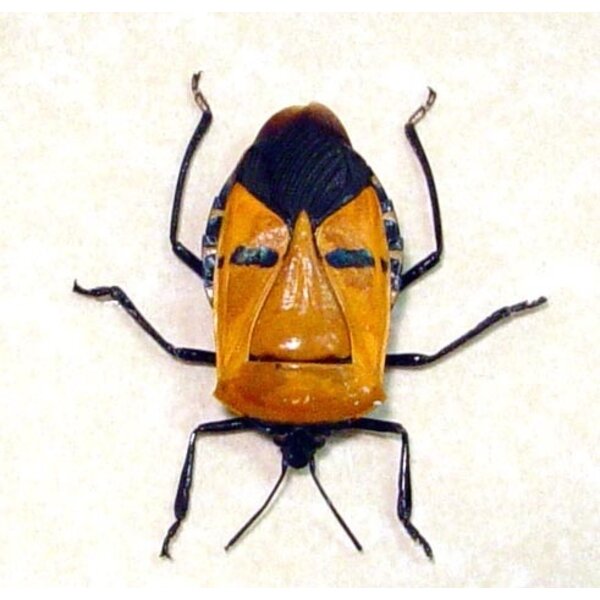 Catacanthus incarnatus unpräpariert