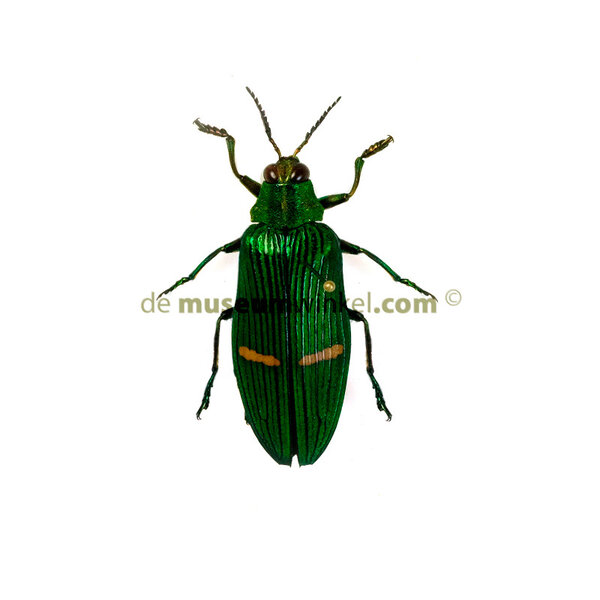 Catoxantha opulenta ongeprepareerd