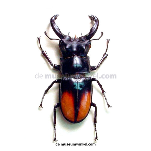 Hexarthrius parryi unpräpariert