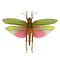 Lophacris cristata weiblich - Heuschrecke unpräpariert