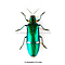 Megaloxantha nigricornis unpräpariert