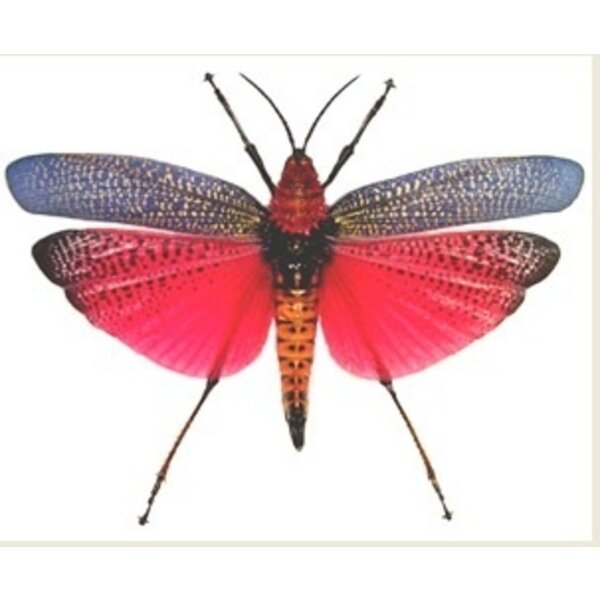 Phymateus saxosus - grasshopper dried/papered