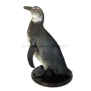 Mounted penguin