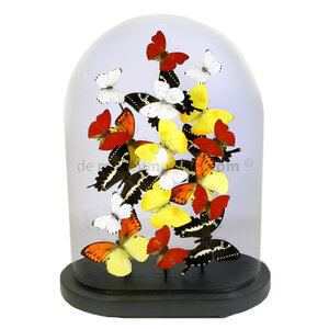 Stolp met opgezette gele, witte en rode vlinders