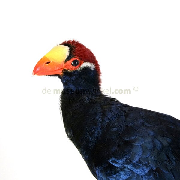 Mounted violet turaco