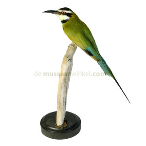 Mounted  white-throated bee-eater (A)
