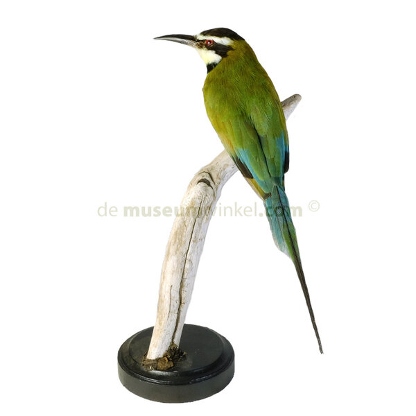 Mounted  white-throated bee-eater (A)