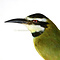 Mounted  white-throated bee-eater (A)