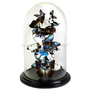 Glocke mit Präparierter Schmetterlingen (Blau / Weiß)