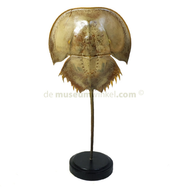 Horseshoe crab M on standard