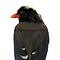 Mounted Red-billed Blue Magpie