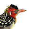 Mounted red-and-yellow barbet