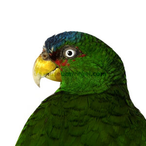 Mounted white-fronted amazon