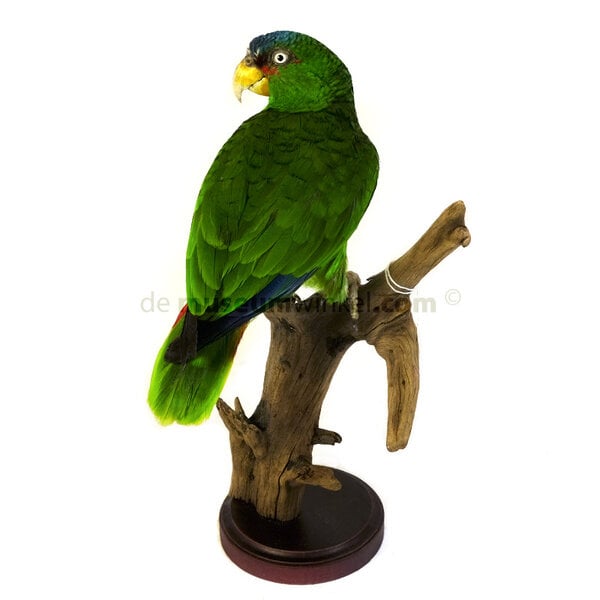 Mounted white-fronted amazon