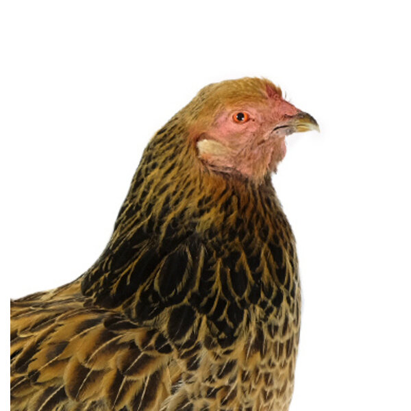 Opgezette Opgezette Brahma kip