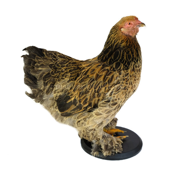 Brahma Huhn