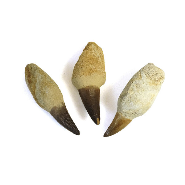 Mosasaurus Zahn (mittel)