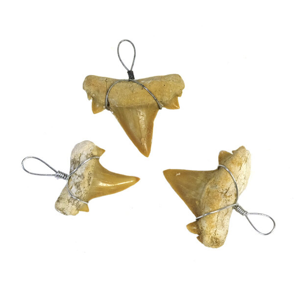 Shark tooth on hanger