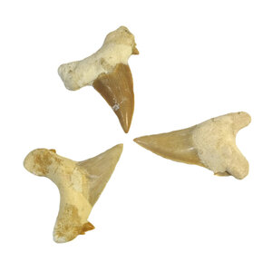 Shark tooth (M)