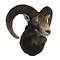 Mounted mouflon trophy