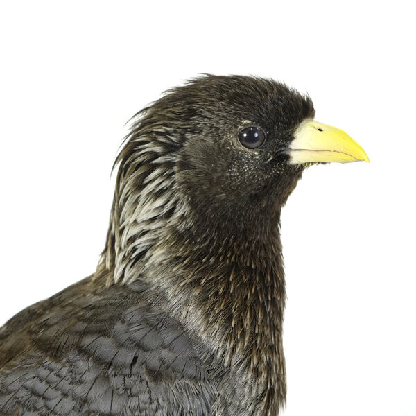 Opgezette bandstaartbananeneter