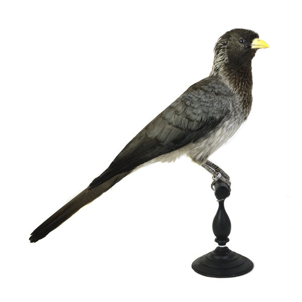 Mounted eastern plantain-eater