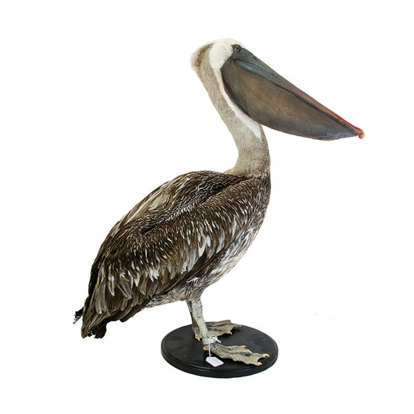 Mounted pelican